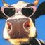 funny cow