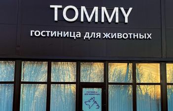 Tommy